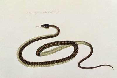 Serpiente, de Dibujos de Animales, Insectos y Reptiles de Malaca, c.1805-18 de Chinese School